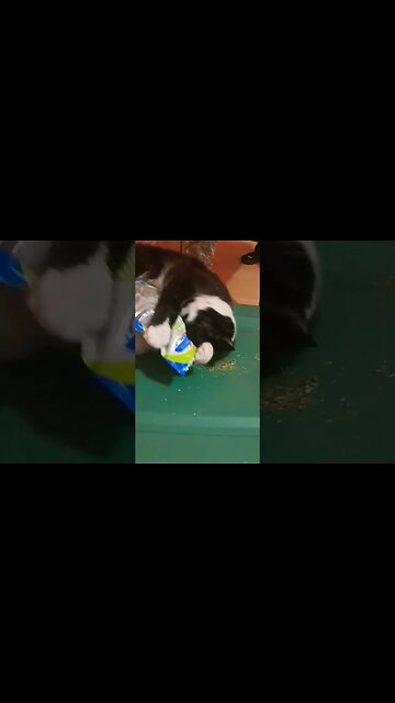 This Is Your Cat On Drugs