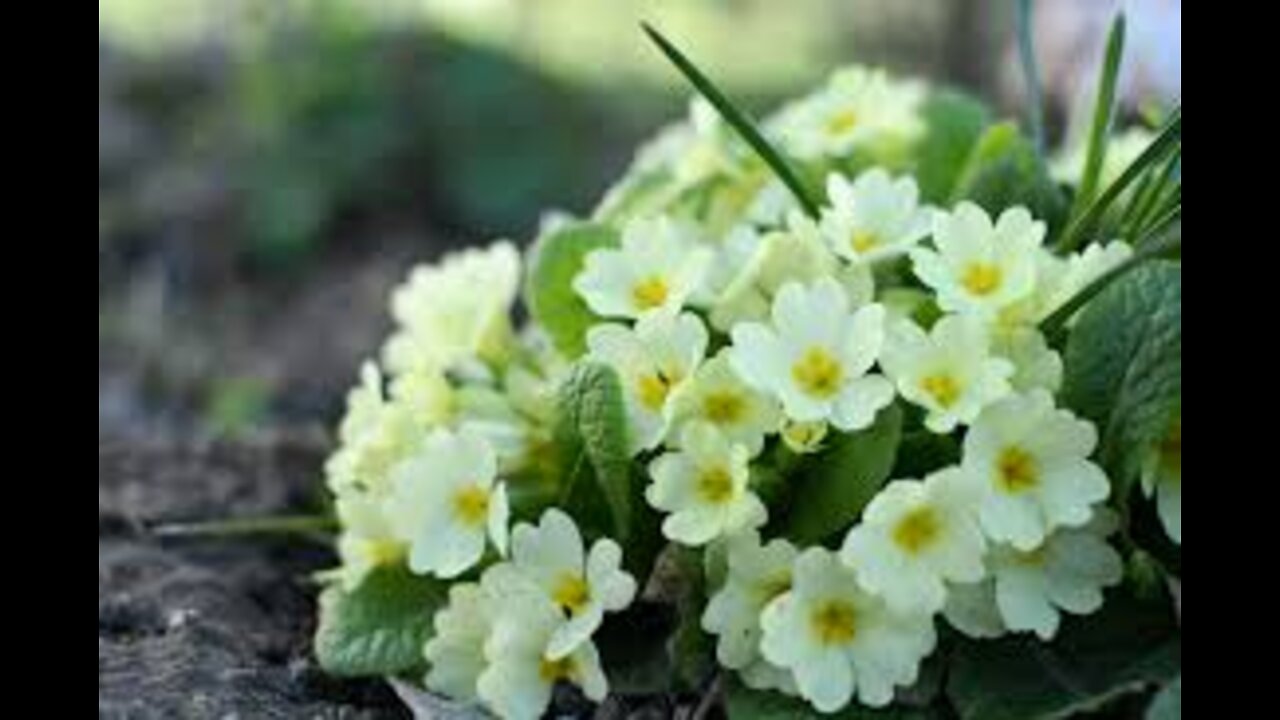 Oggi inizia la primavera - Ricordati chi Sei..