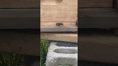 👀 close, these bees are loaded with pollen! #bees #beekeeping #beekeeper #homesteading #farmlife