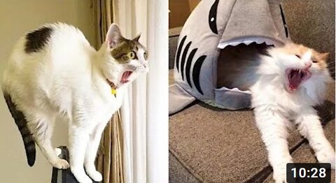 Funniest Dogs And Cats 最有趣的狗和貓- Best Of The 2022 Funny Animal Videos