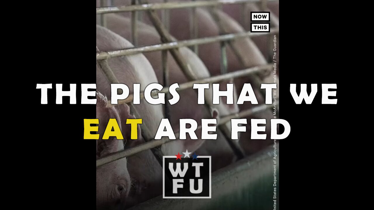 Man gets fired for exposing the TRUTH about what pigs eat daily