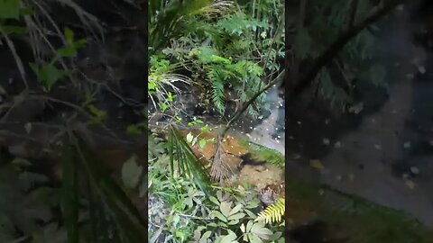 Forrest after flood