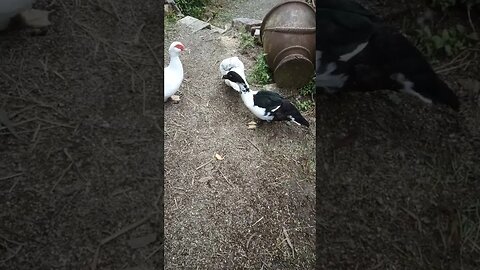 Muscovy mother and her two boys