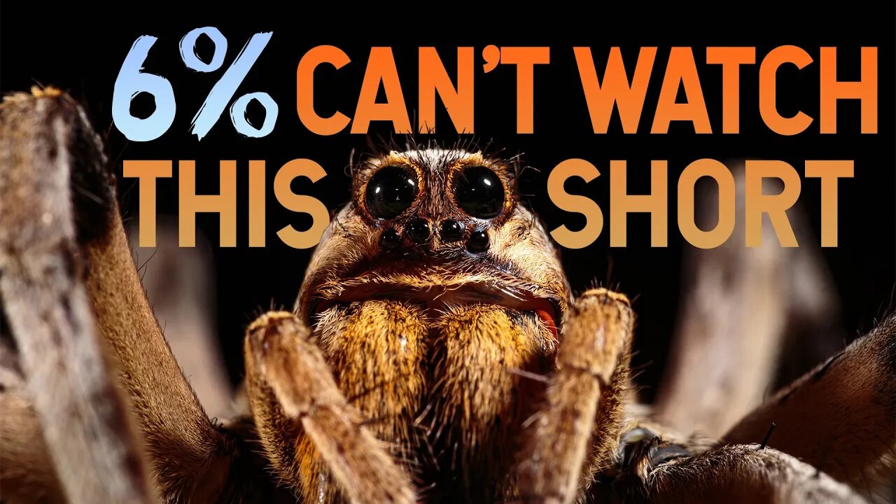 Arachnophobia No More - How to Get Over a Fear of Spiders