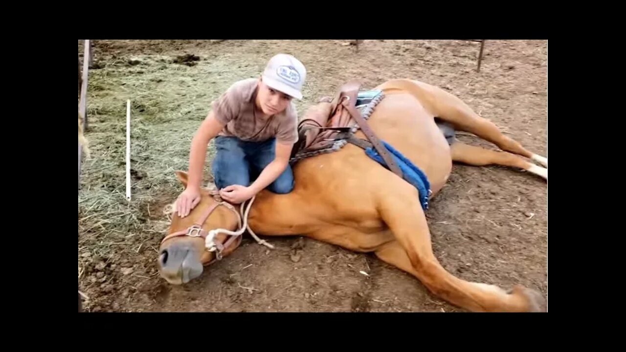 This Is A Perfect Example Of Setting A Horse Up To Fail & Abusive Horse Training - The Tin Barn Farm