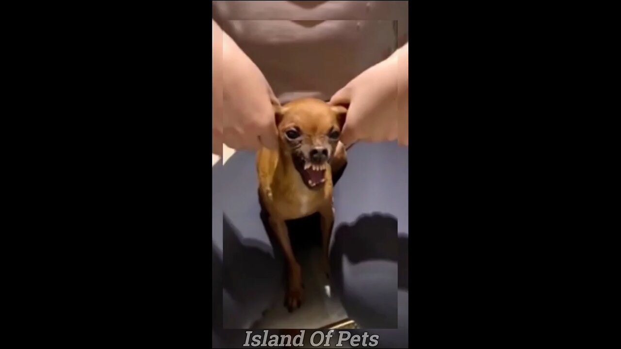 funny dog video funny cat moment dog funny videos 🤣🤣🤣