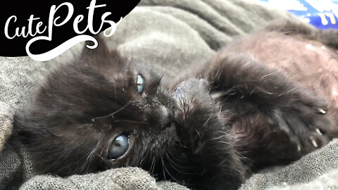 Baby kitten with an ingrown toenail