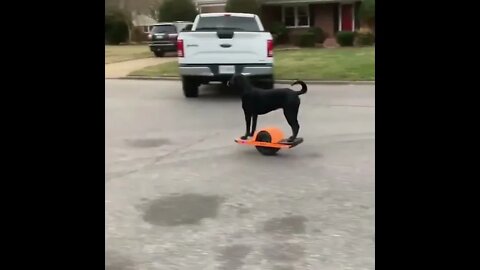 Dog Tries Out New Christmas Gift