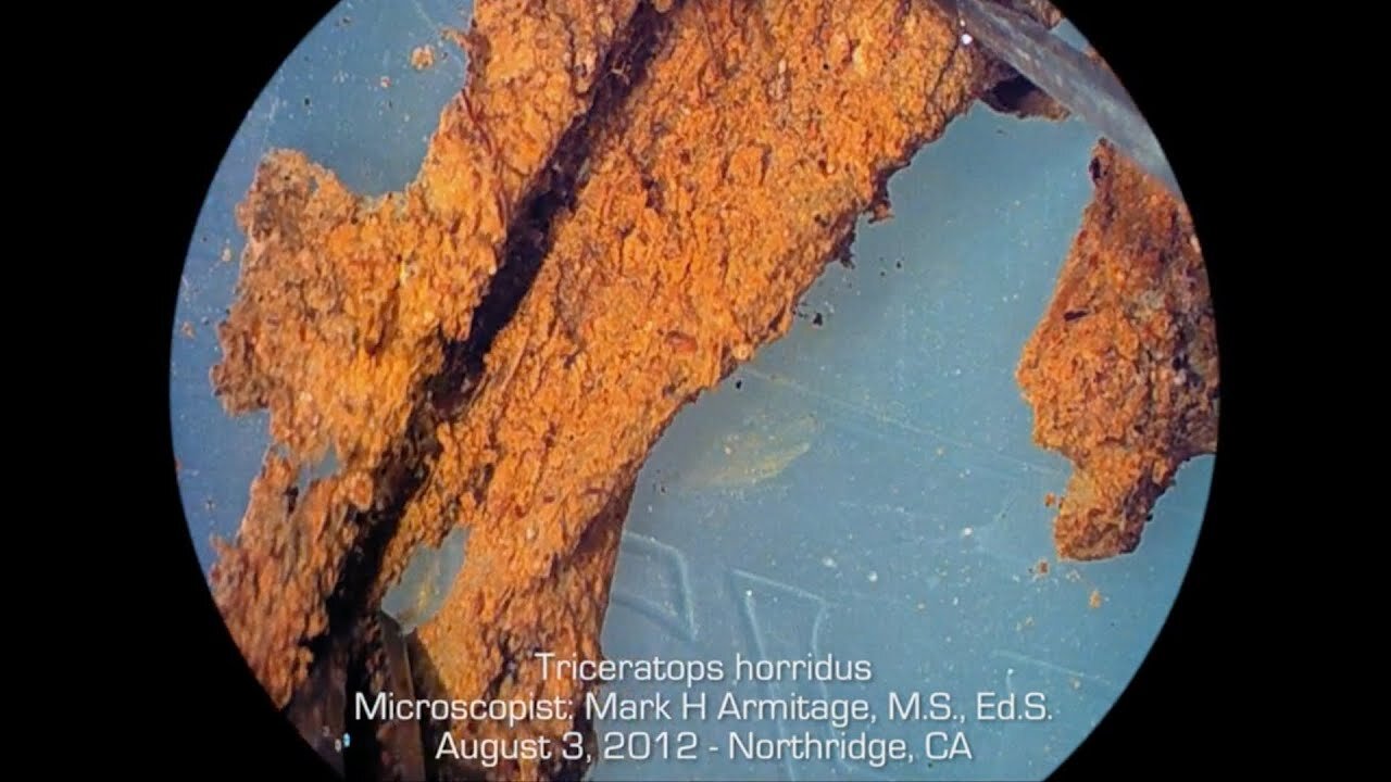 What Does Soft Tissue in Dinosaur Bones Mean for Evolution? - Dr. Kevin Anderson