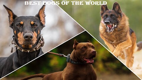 best dogs in the world | super bark