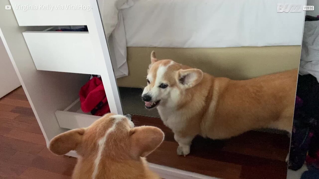 Corgi não gosta muito de ver seu reflexo no espelho