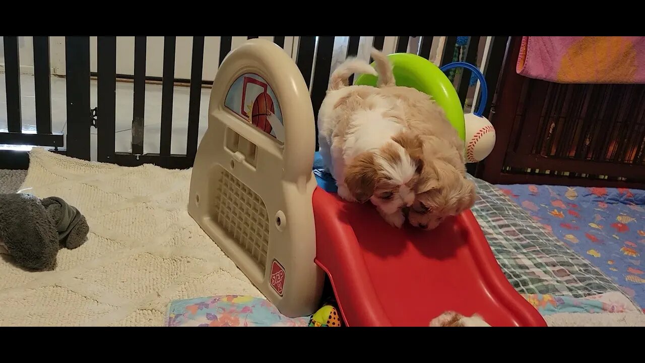 W Litter - 6 wks & a day (3)