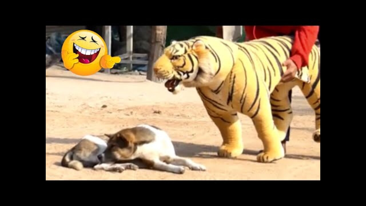 Troll Prank Dog Funny & fake Lion and Fake Tiger Prank To dog ,Huge Box Prank to dog | Ep45_Troll