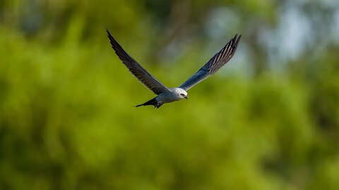 Incoming Mississippi Kite, Sony A1/Sony Alpha1, 4k