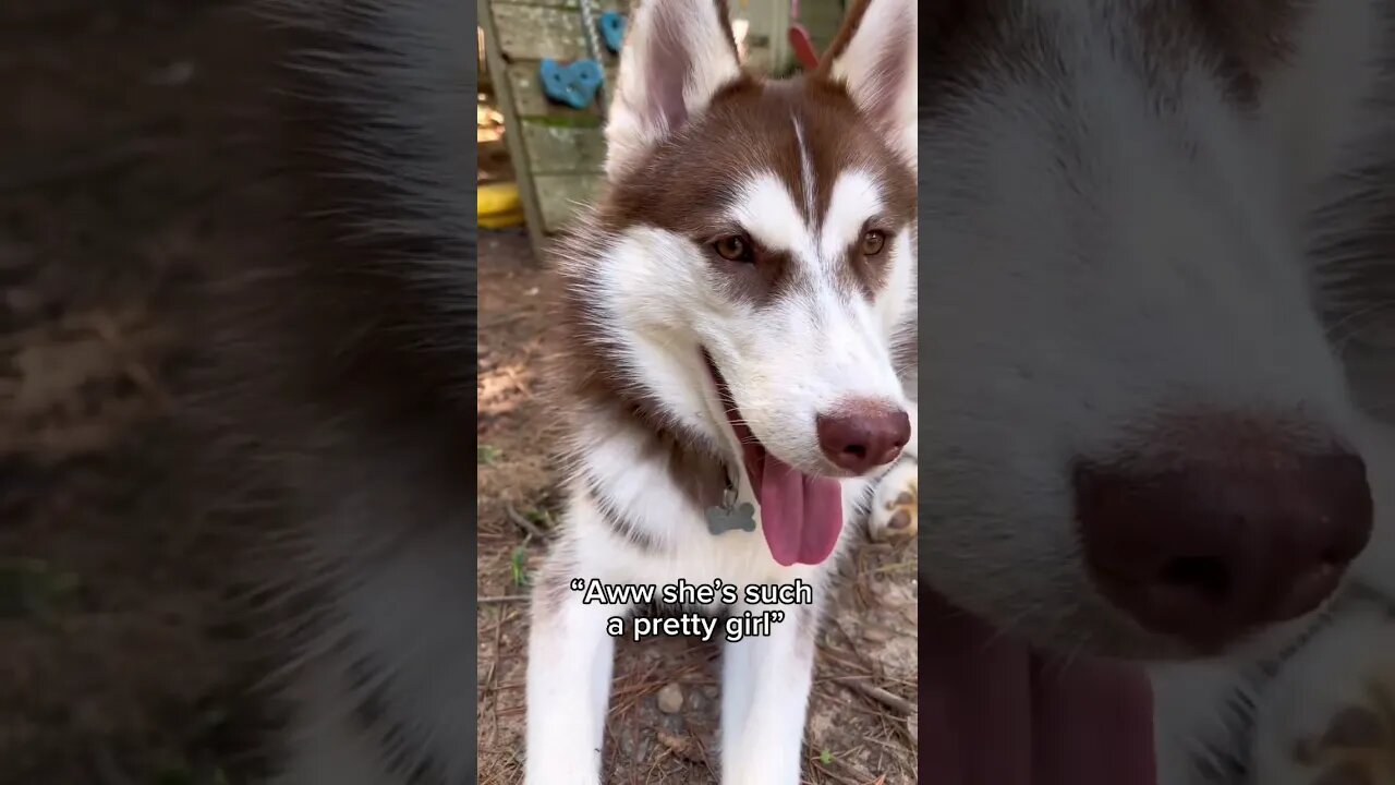 I know I’m beautiful BUT…#puppy #husky #dog #dogs #pets #cute #funny #puppies #shorts #trending