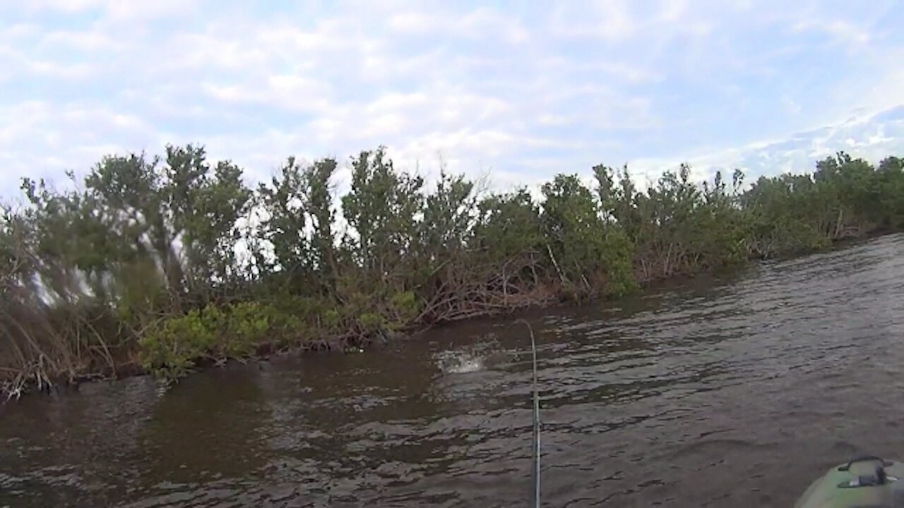 Sea Trout On A Fly Rod in Florida