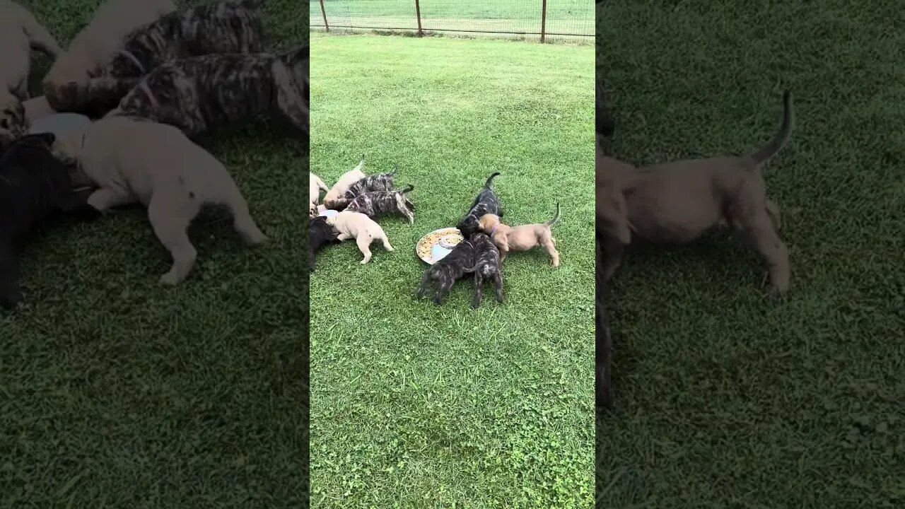 LonelyCreek puppies. Finny litter 8-4-23