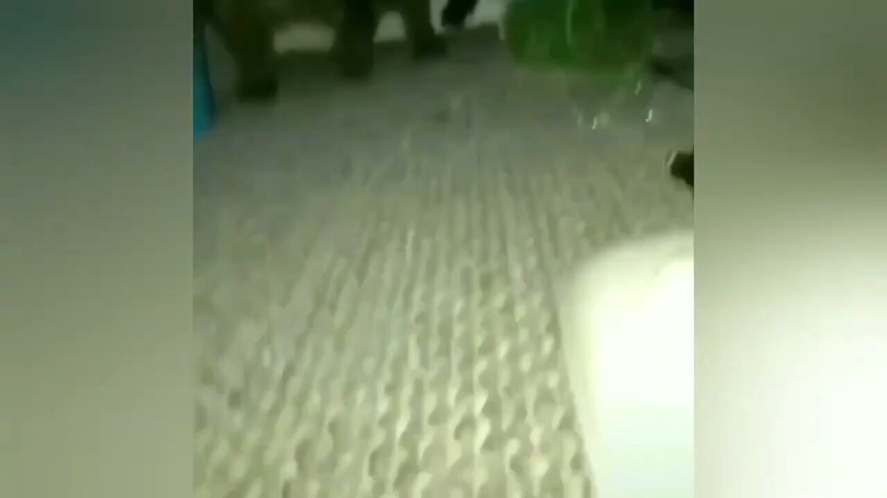 funny animals part 4
