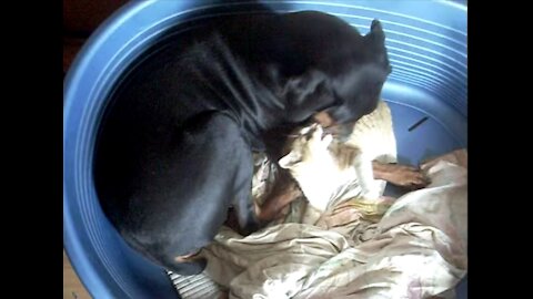 Adorable Doberman & Kitten Playing Try Not To Grin