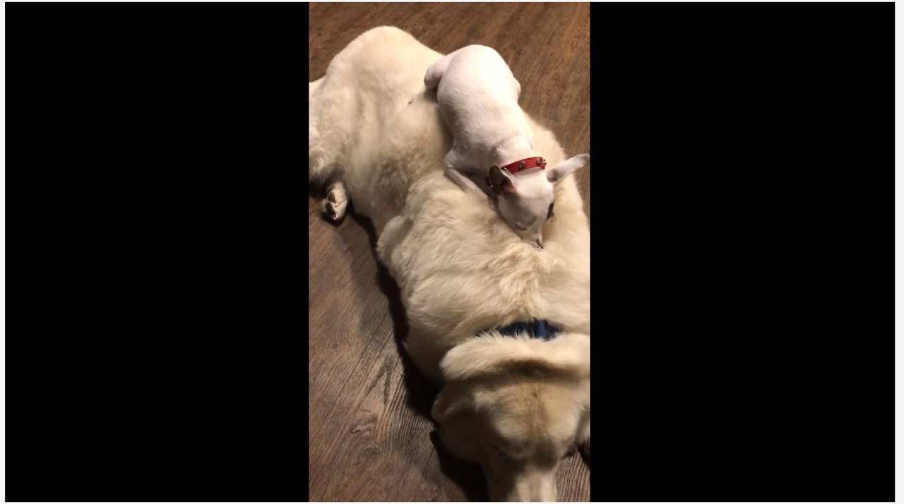 Tiny dog takes nap on top of big fluffy dog