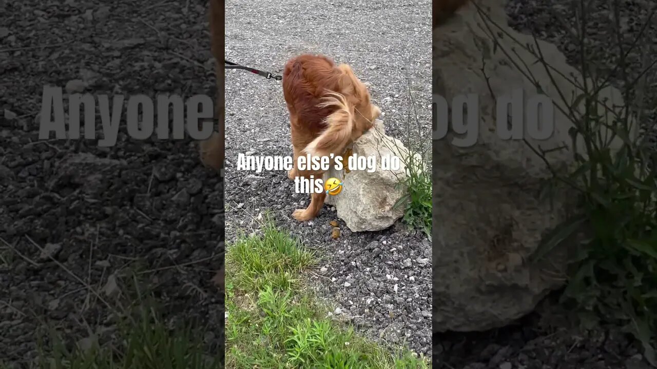 Random dog spots🤣 #shorts #funny #dog #animals #random
