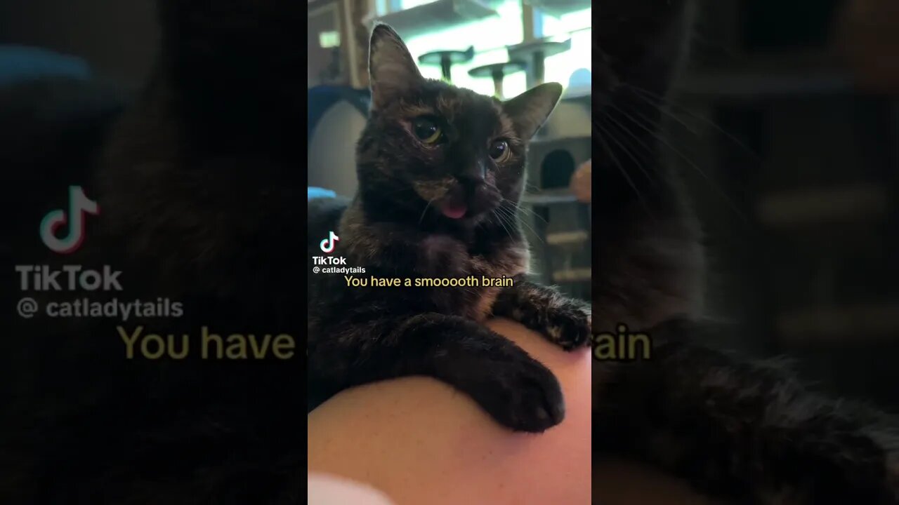 Why do animals do that? #vtuberen #vtuberuprising #vtuber #fyp