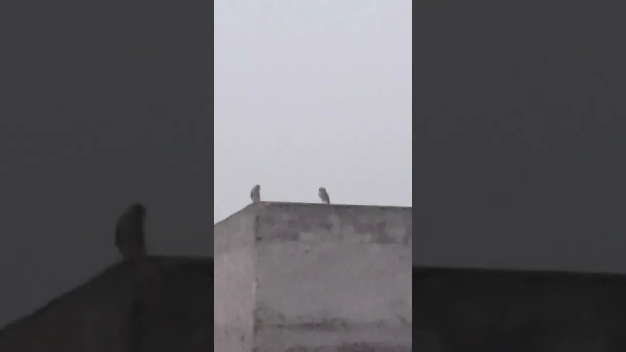 Owl family enjoying awesome weather of early morning #owl #morning #family #weather #awesome #birds