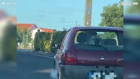 Une chèvre se fait promener en voiture