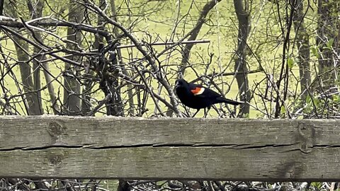 Red tipped wing black bird