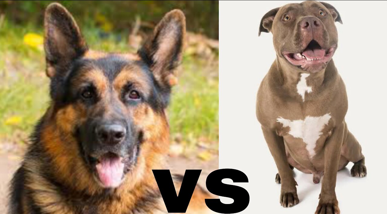 pitbull vs german shepherd kkkk