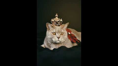 Funny animals compilation #3.