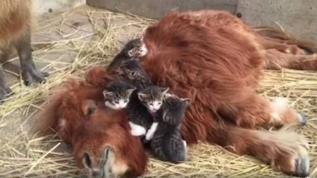 This Adorable Farm In Japan Must Be The Happiest Place On Earth