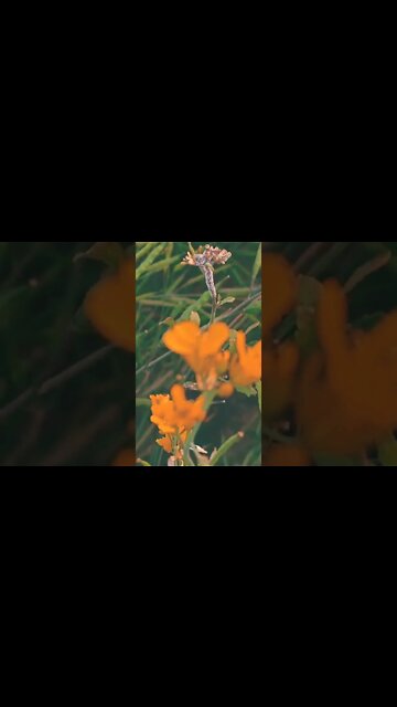 puspa 🌺🌄 #youtubeshorts #shorts #youtube #shortvideo #shortyoutube