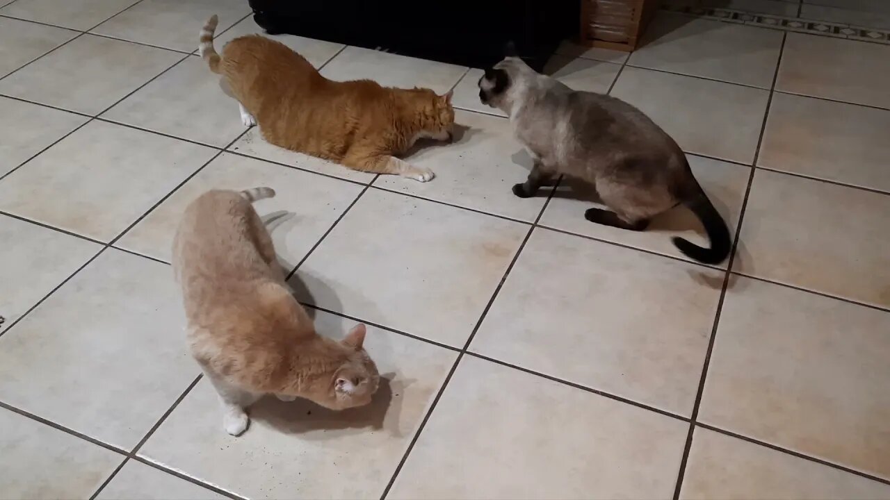 Another Catnip Party