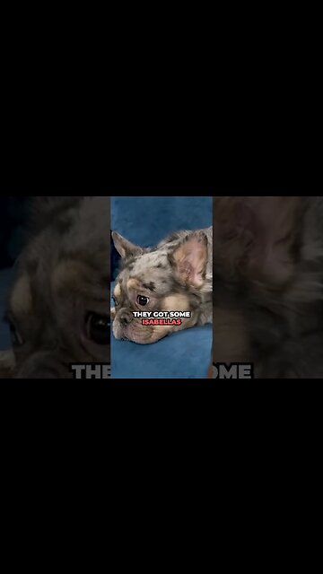 @topdollarkennels_ceo 30Rich on dog breeding process & how much $ dogs are being bought & sold for!