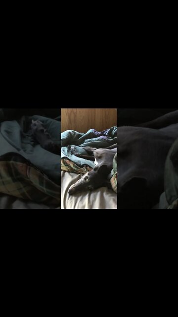 Disabled greyhound playful after a nap