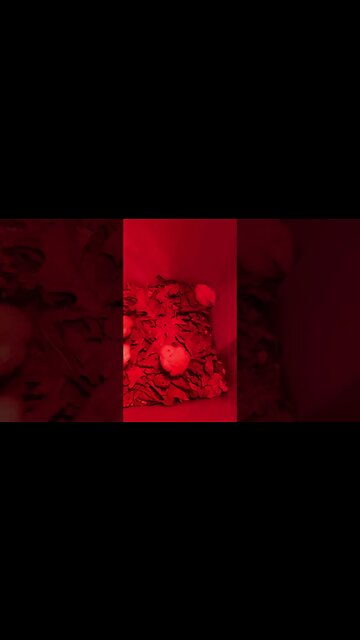 #endoftheworld #chicks