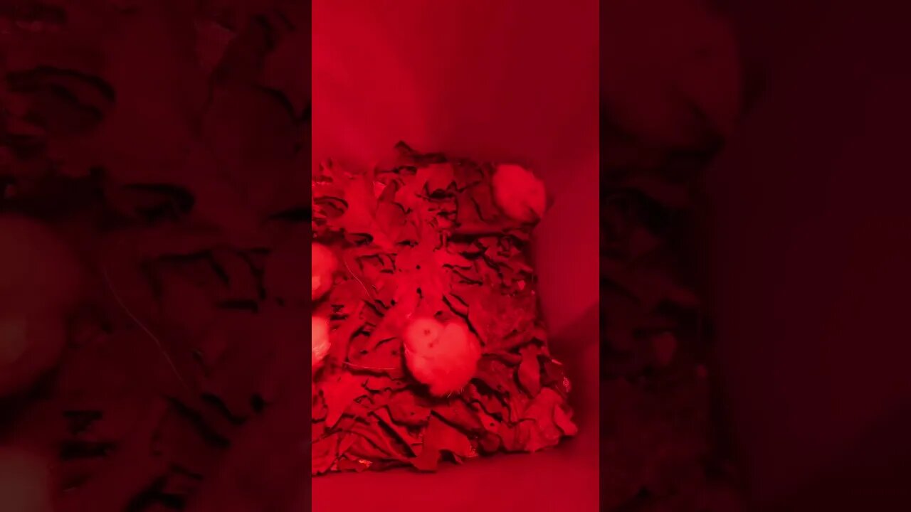 #endoftheworld #chicks