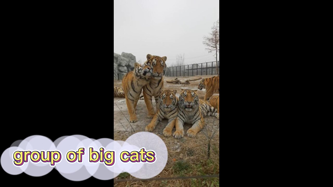 Seeing a group of tigers in the zoo should be a family