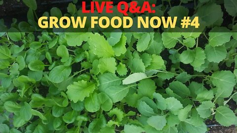 🔴LIVE Q&A Grow Food NOW #4