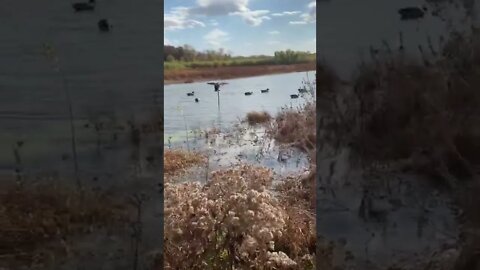 Pups Enjoyed the Duck Hunt