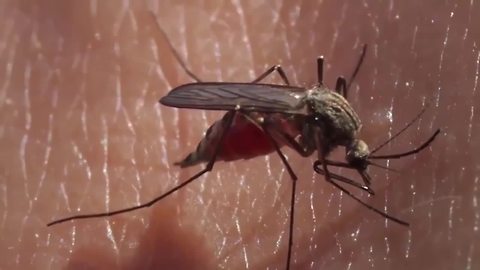 Rainy weather keeping mosquitoes around