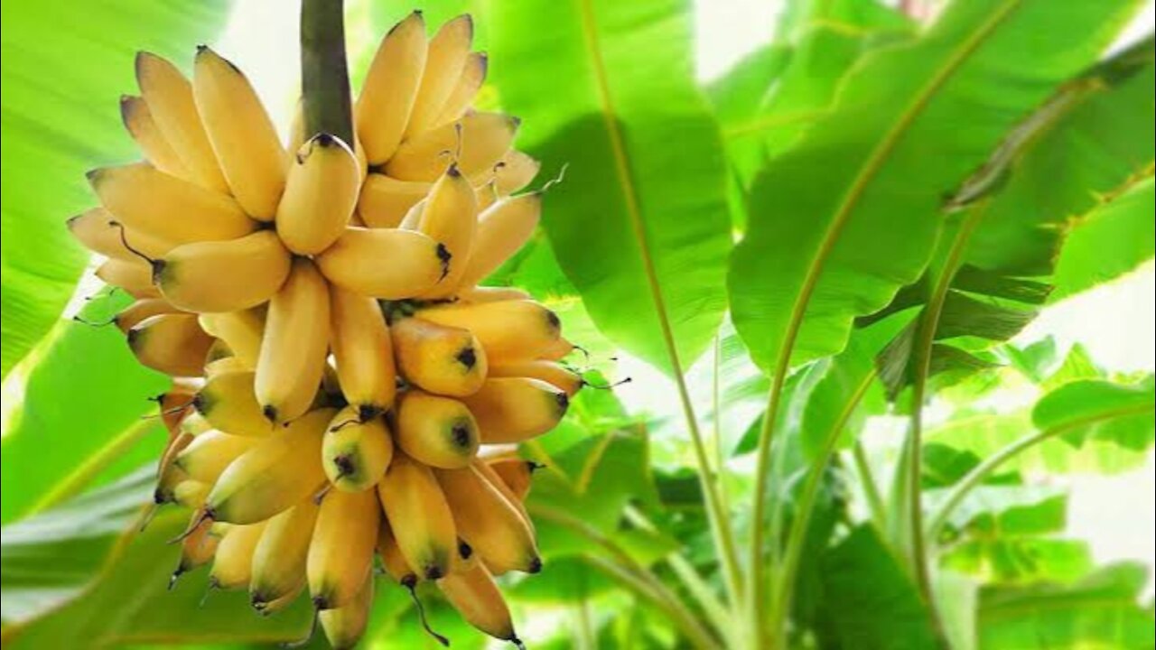 Lush Banana tree