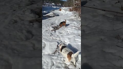 Small Dog Problems... 😂