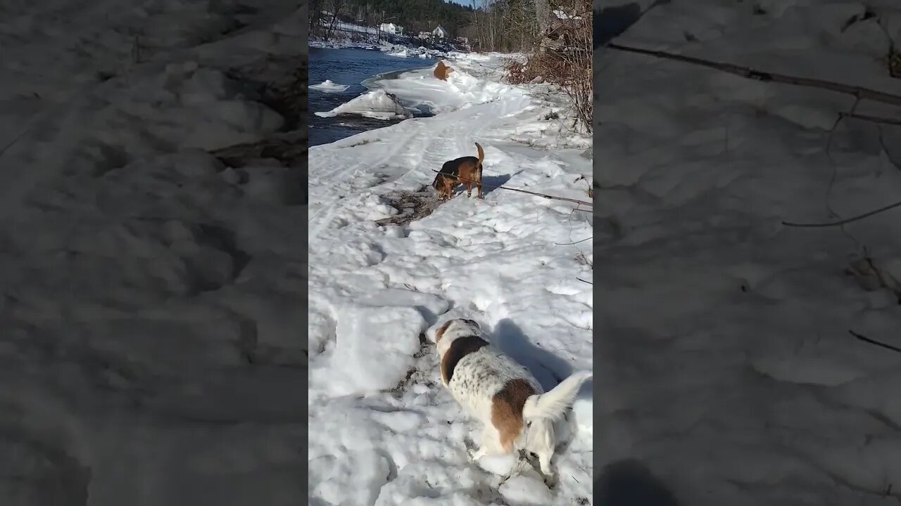 Small Dog Problems... 😂