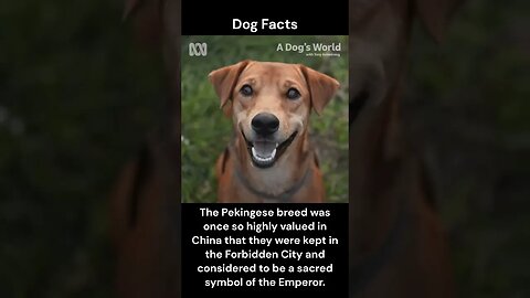 Dog Facts #shorts #youtubeshorts #dog #facts