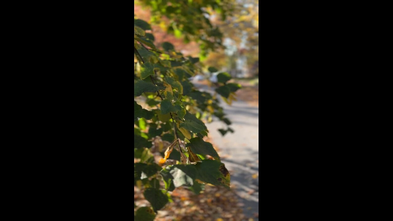 Woodruff Fountains in the Fall