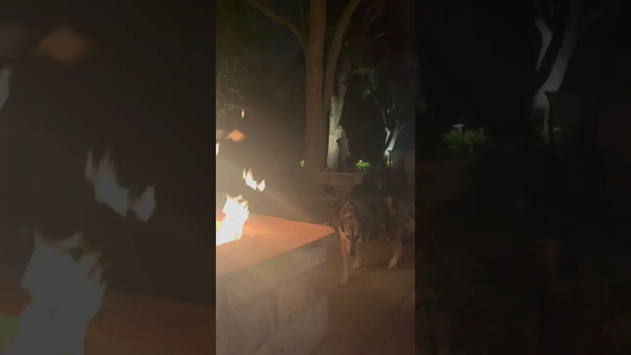 A Dog, A Fire, and A Glass of Bourbon | Houston Texas Backyard Living