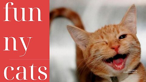 funny pets - cats dogs animals, amazing original song ♫