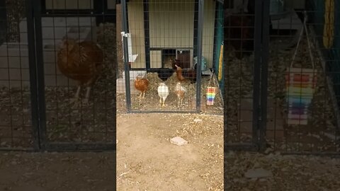 Vulture hunting my chickens #shorts #einsteinsbackyard #short #pitbulls #arizona #shortsvideo